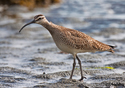 Numenius phaeopus